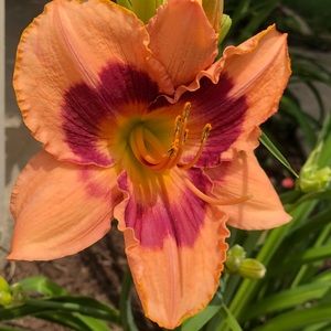 Meet your Posher, Lindsey